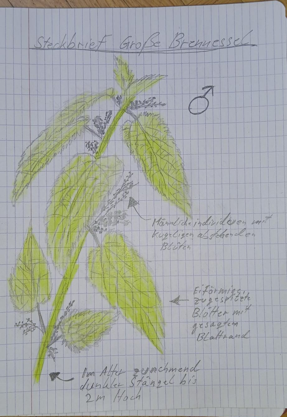 Brennnessel_Piet | wildnisreisen.net Botanical notebook sketch showing a plant with large green leaves, yellow-green shading, and labeled notes including a male symbol indicating a gendered plant part.